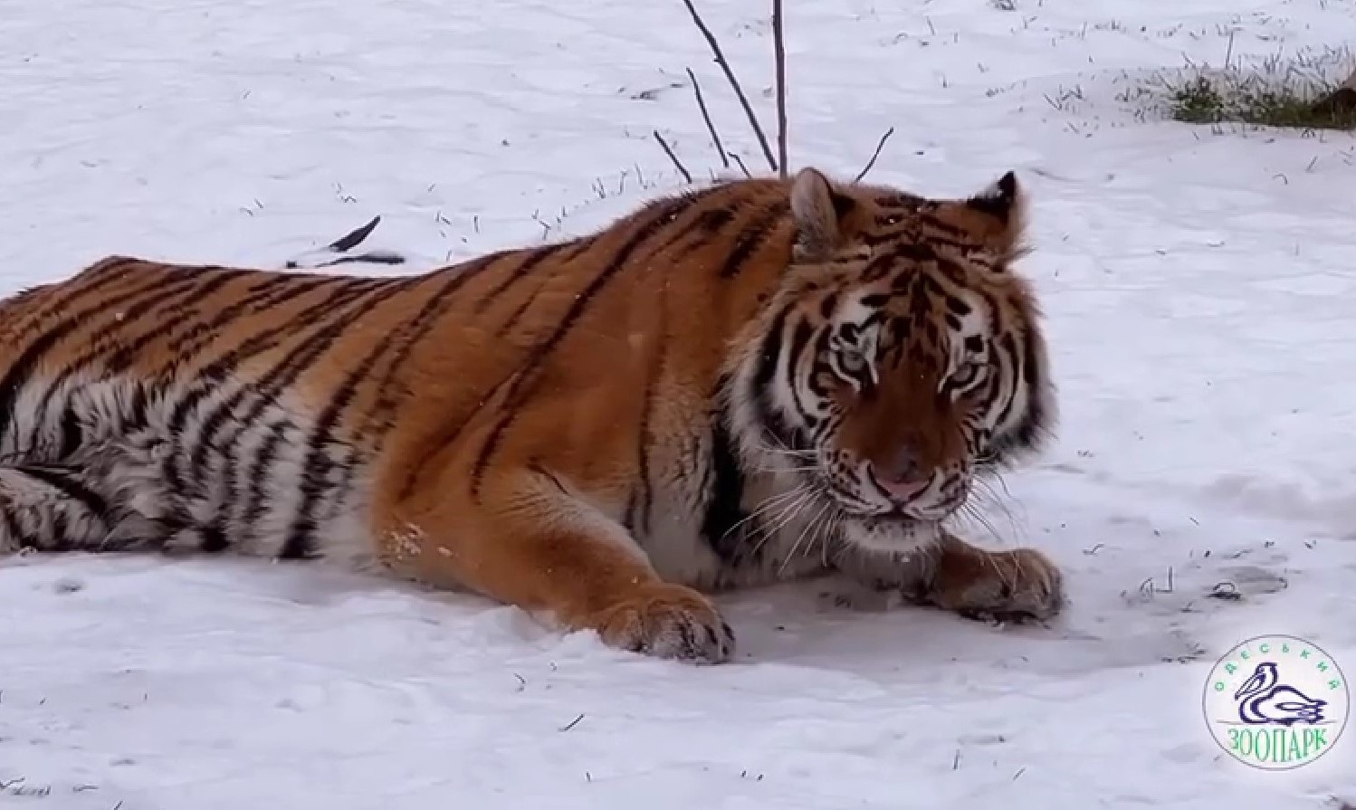 Зимова казка в Одеському зоопарку: як тварини радіють снігу