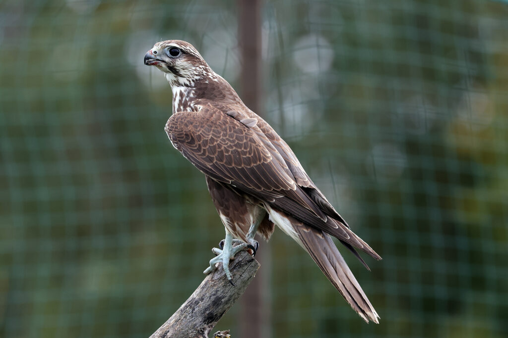У Тарутинському степу на Одещині оселився сокіл-балабан