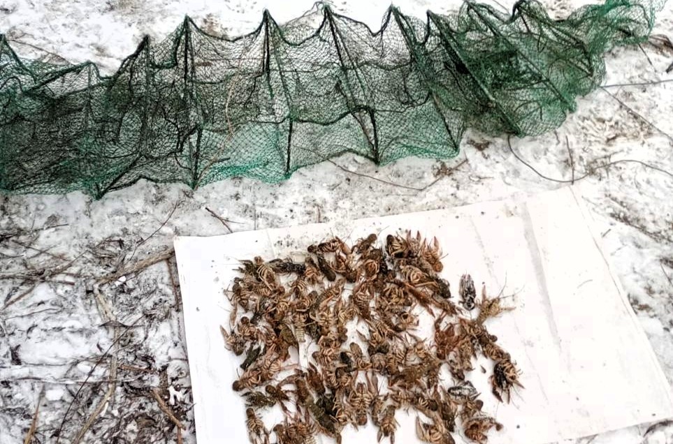 Понад 300 тисяч гривень збитків: на Одещині затримали браконьєра з уловом раків