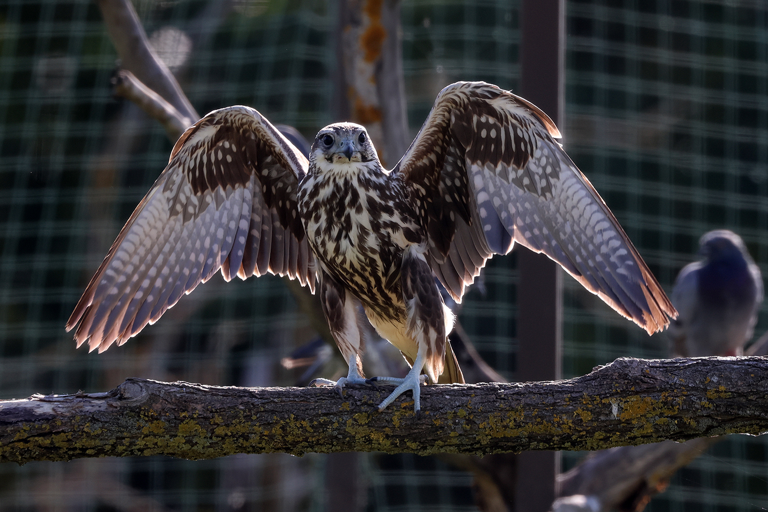 У Тарутинському степу на Одещині оселився сокіл-балабан