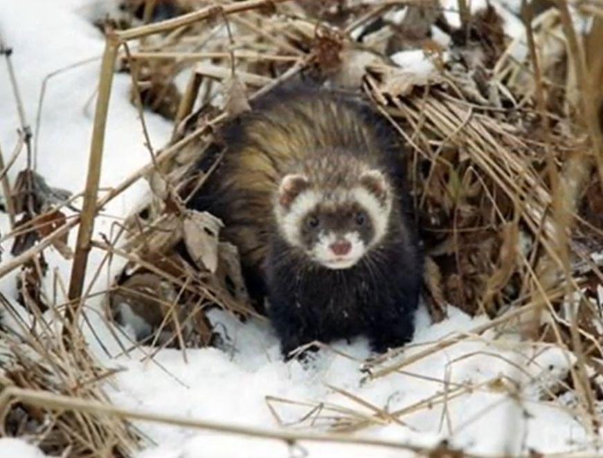 В Одеській області помітили зникаючого степового тхора