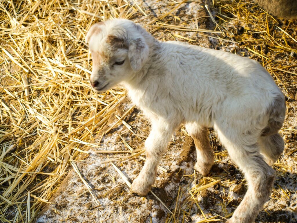 В Одеському зоопарку народилися ягнята: як назвали нових мешканців В Одеському зоопарку народилися ягнята: як назвали нових мешканців