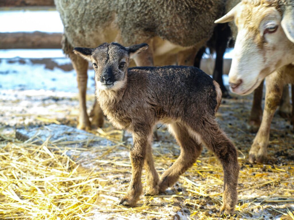 В Одеському зоопарку народилися ягнята: як назвали нових мешканців В Одеському зоопарку народилися ягнята: як назвали нових мешканців