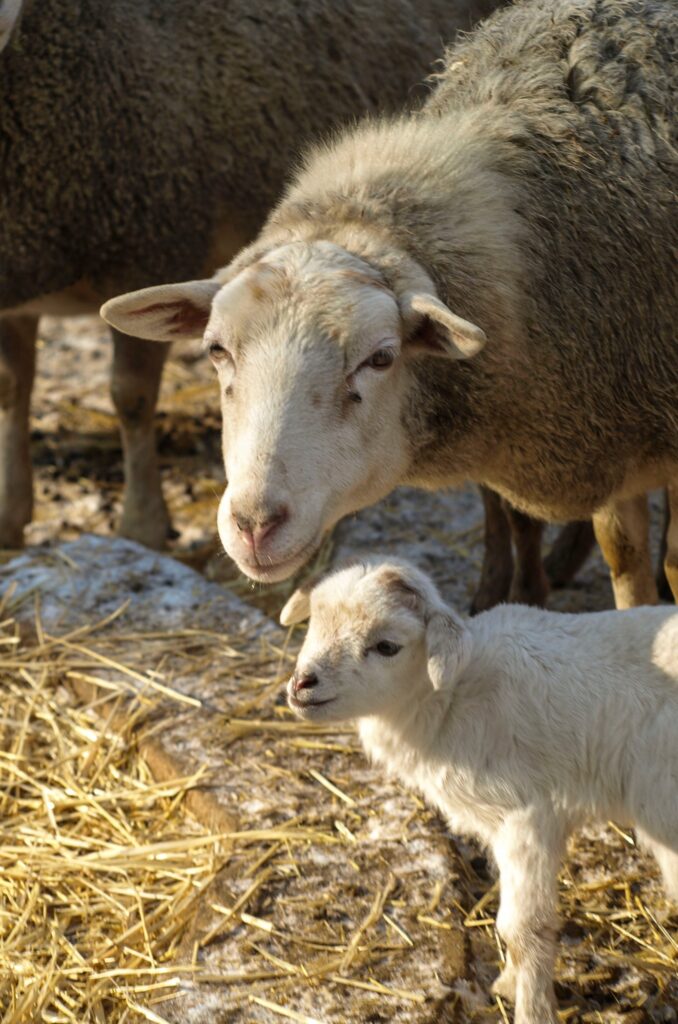В Одеському зоопарку народилися ягнята: як назвали нових мешканців В Одеському зоопарку народилися ягнята: як назвали нових мешканців