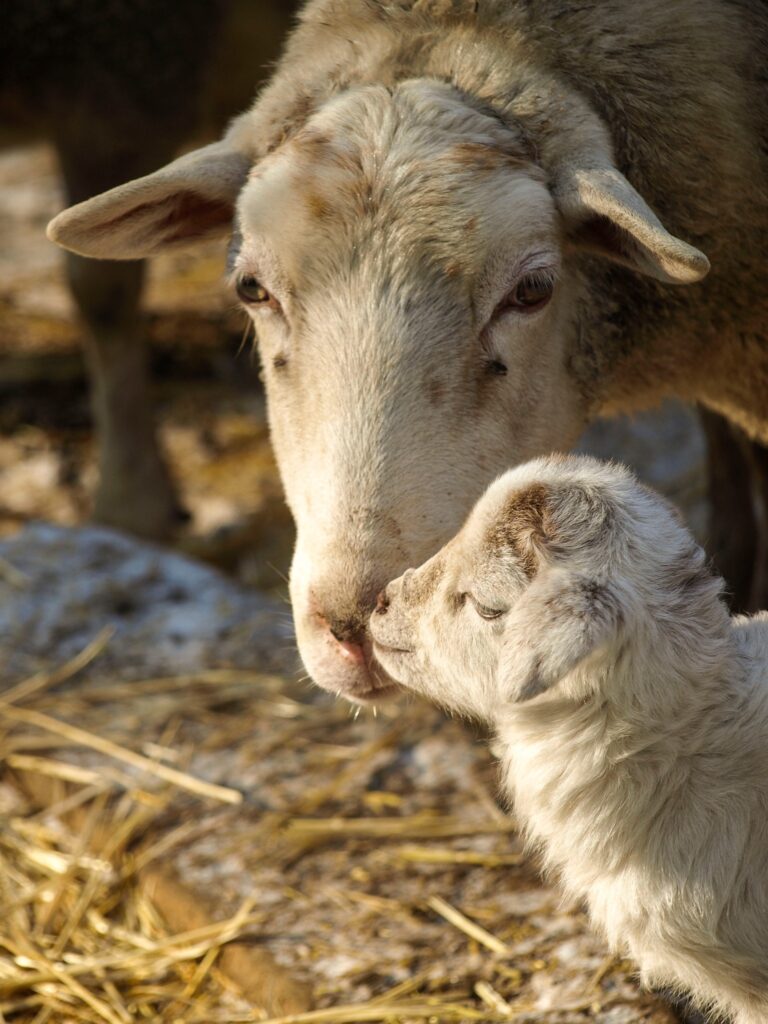 В Одеському зоопарку народилися ягнята: як назвали нових мешканців В Одеському зоопарку народилися ягнята: як назвали нових мешканців