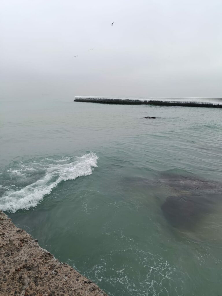 Екологи перевірили узбережжя Одеси на наявність нафтопродуктів