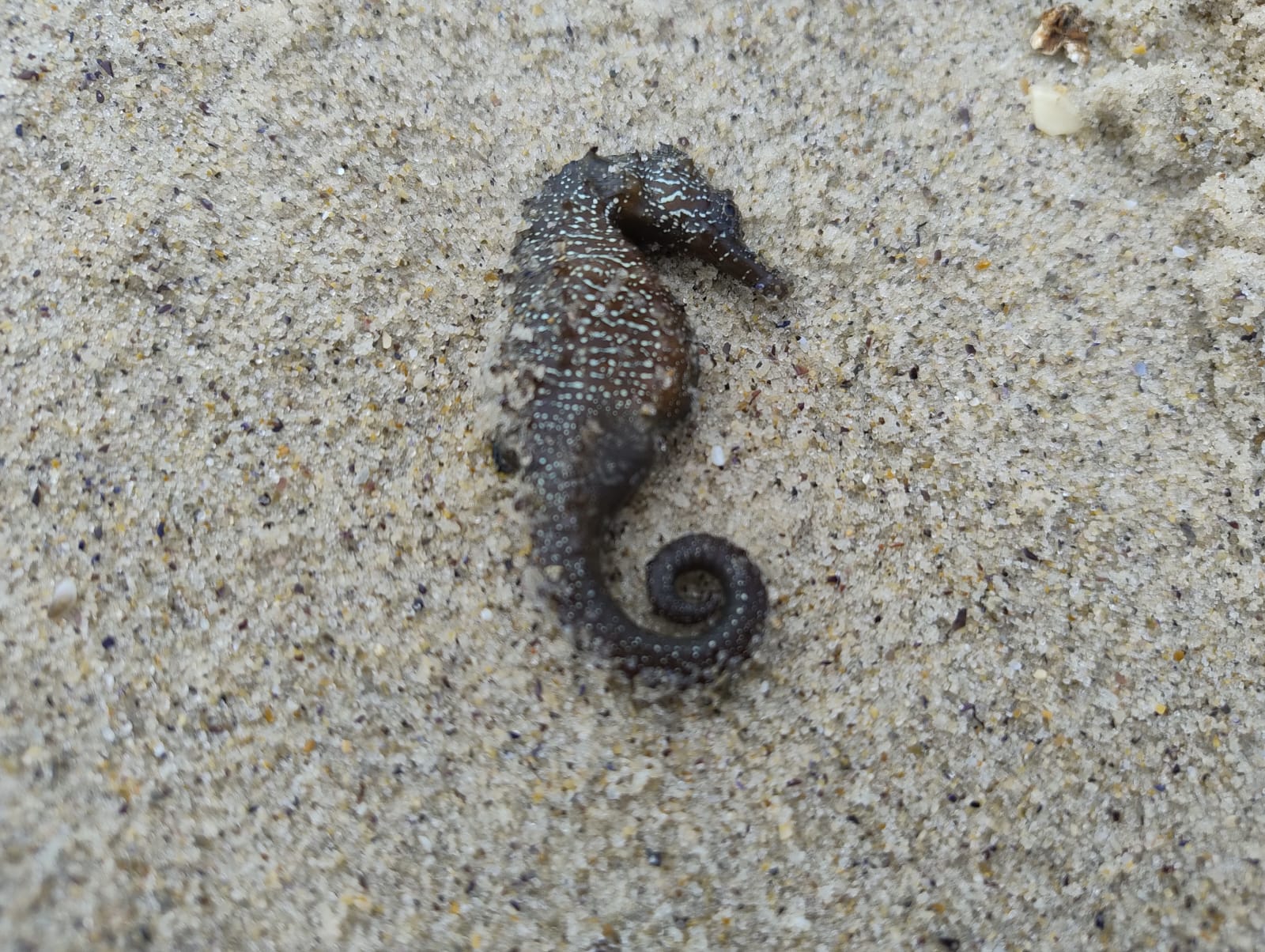 Беззахисні перед стихією: науковець пояснив причини масової загибелі морських коників в Одесі