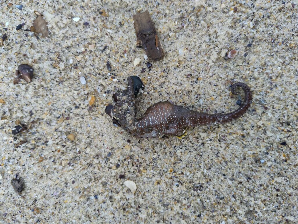 Беззахисні перед стихією: науковець пояснив причини масової загибелі морських коників в Одесі