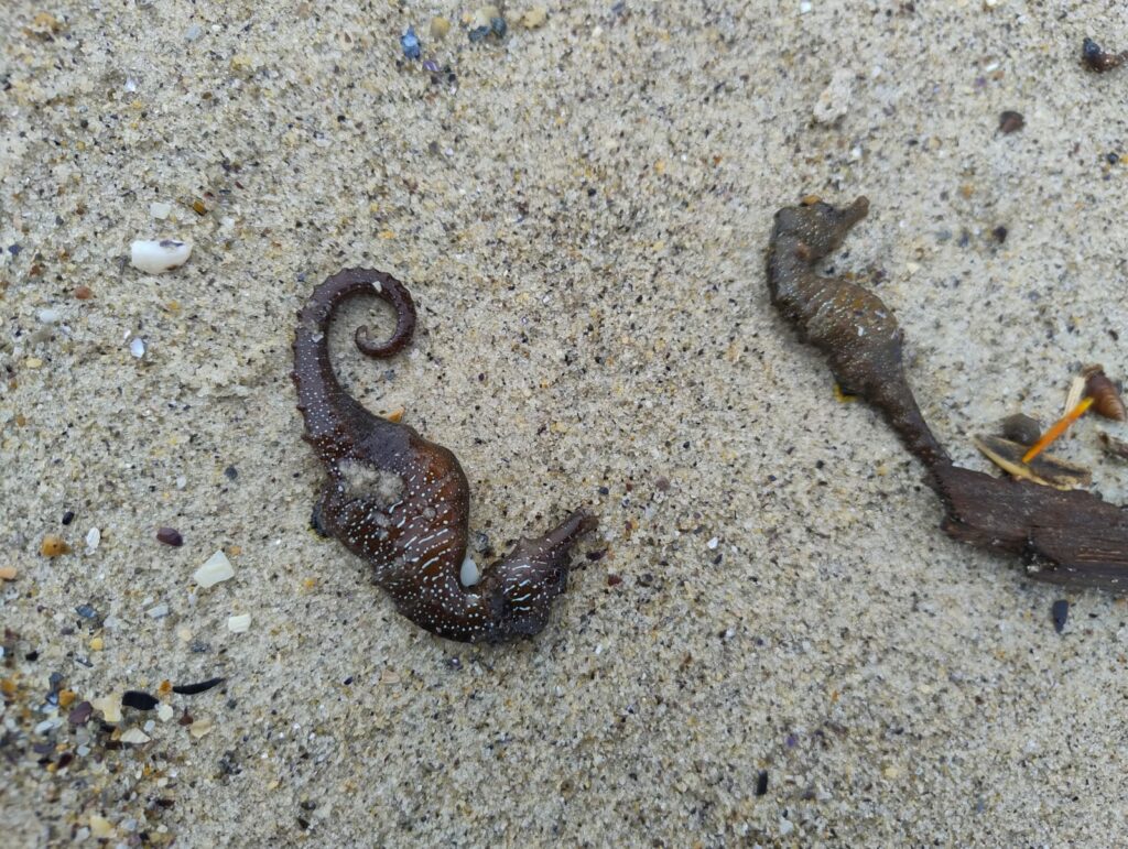 Беззахисні перед стихією: науковець пояснив причини масової загибелі морських коників в Одесі