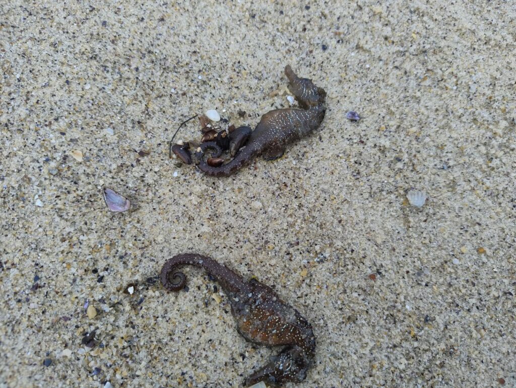 Беззахисні перед стихією: науковець пояснив причини масової загибелі морських коників в Одесі