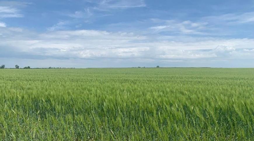 Підприємцю з Болградського району оголосили підозру через землю