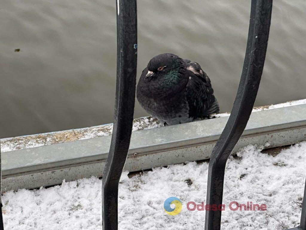 Первые снеговики и крещенские купания: фотохроника недели в Одессе