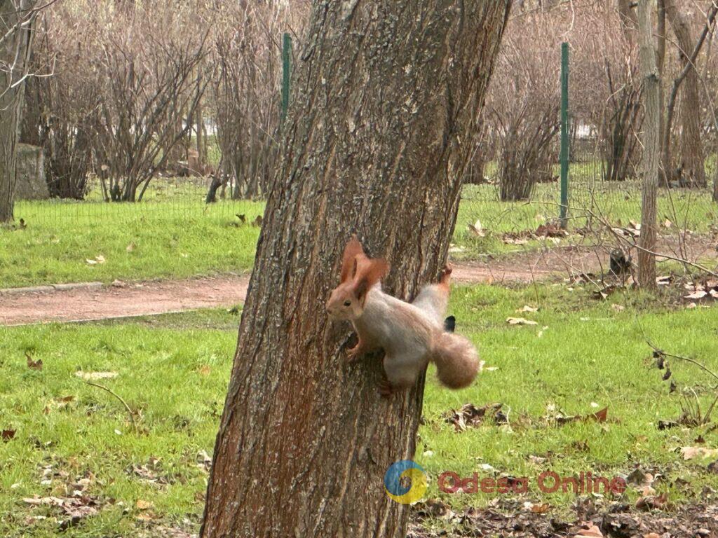 Первые снеговики и крещенские купания: фотохроника недели в Одессе