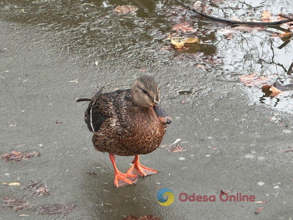 Первые снеговики и крещенские купания: фотохроника недели в Одессе