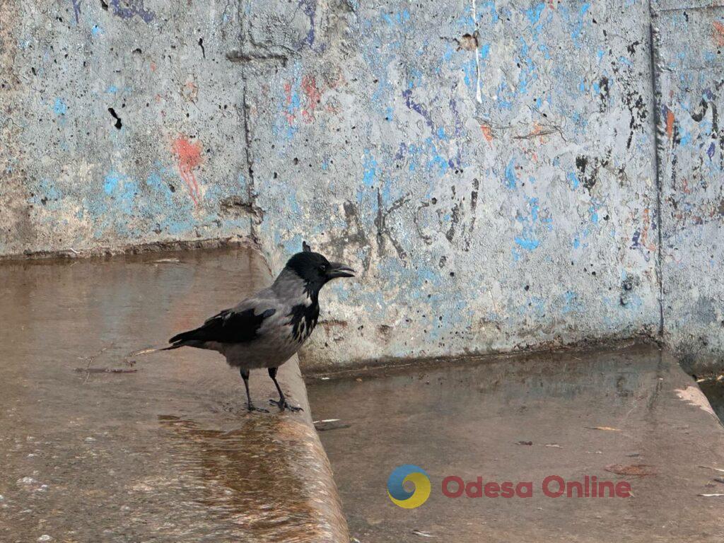 Первые снеговики и крещенские купания: фотохроника недели в Одессе