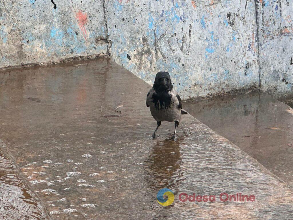 Первые снеговики и крещенские купания: фотохроника недели в Одессе