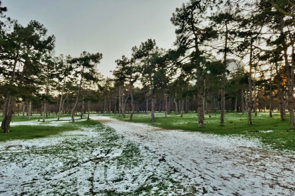 Хрустальные пруды и неугомонные птицы: как выглядит январь в одесском парке Победы