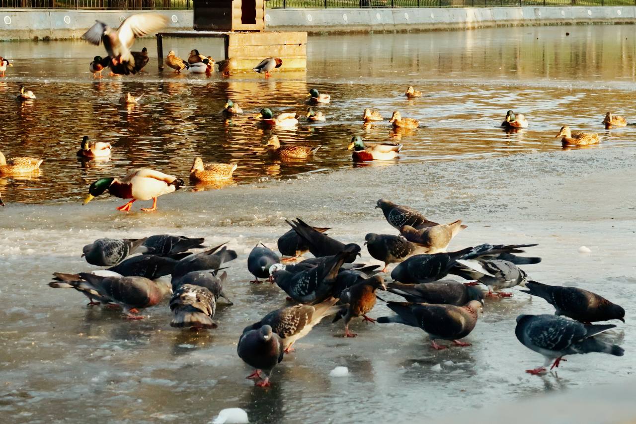 Хрустальные пруды и неугомонные птицы: как выглядит январь в одесском парке Победы
