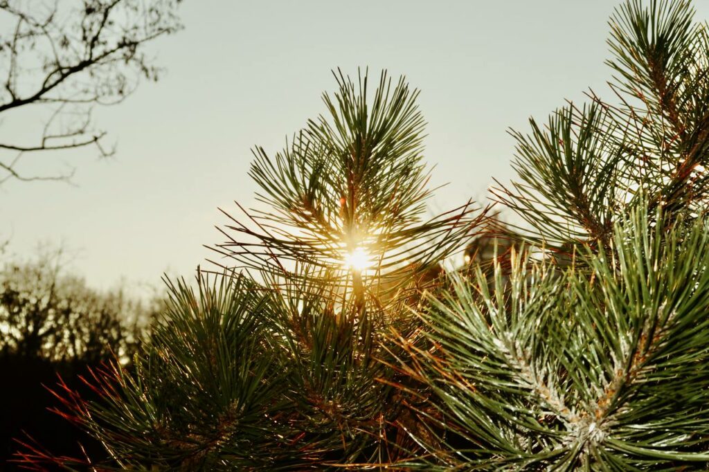 Хрустальные пруды и неугомонные птицы: как выглядит январь в одесском парке Победы