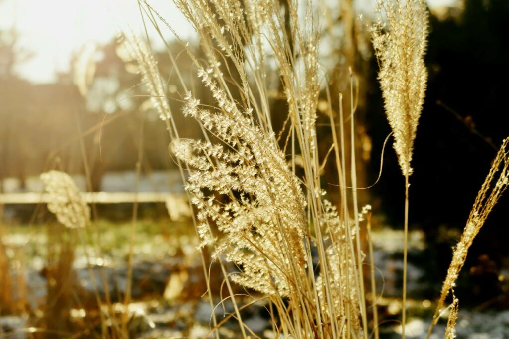 Хрустальные пруды и неугомонные птицы: как выглядит январь в одесском парке Победы