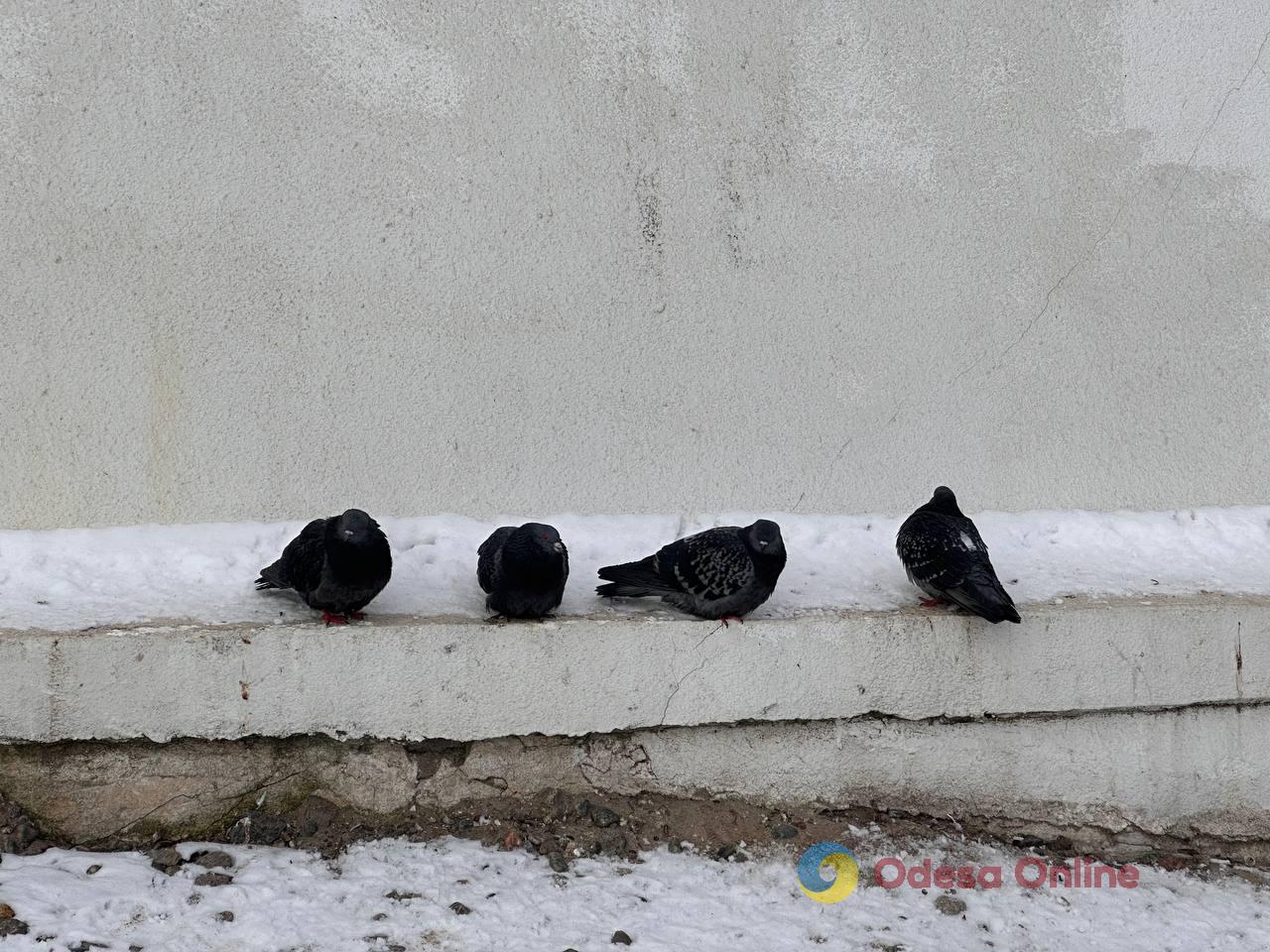 Мороз, в регіоні місцями ожеледиця: прогноз погоди в Одесі та області на 19 січня