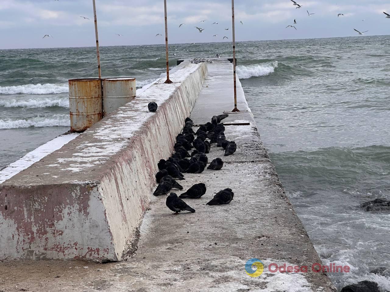 Зима по-одеські (фоторепортаж)