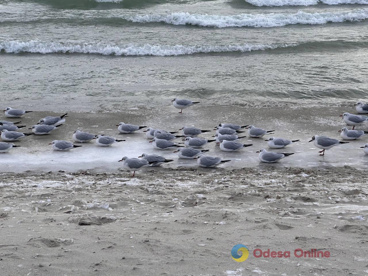 Зима по-одеські (фоторепортаж)