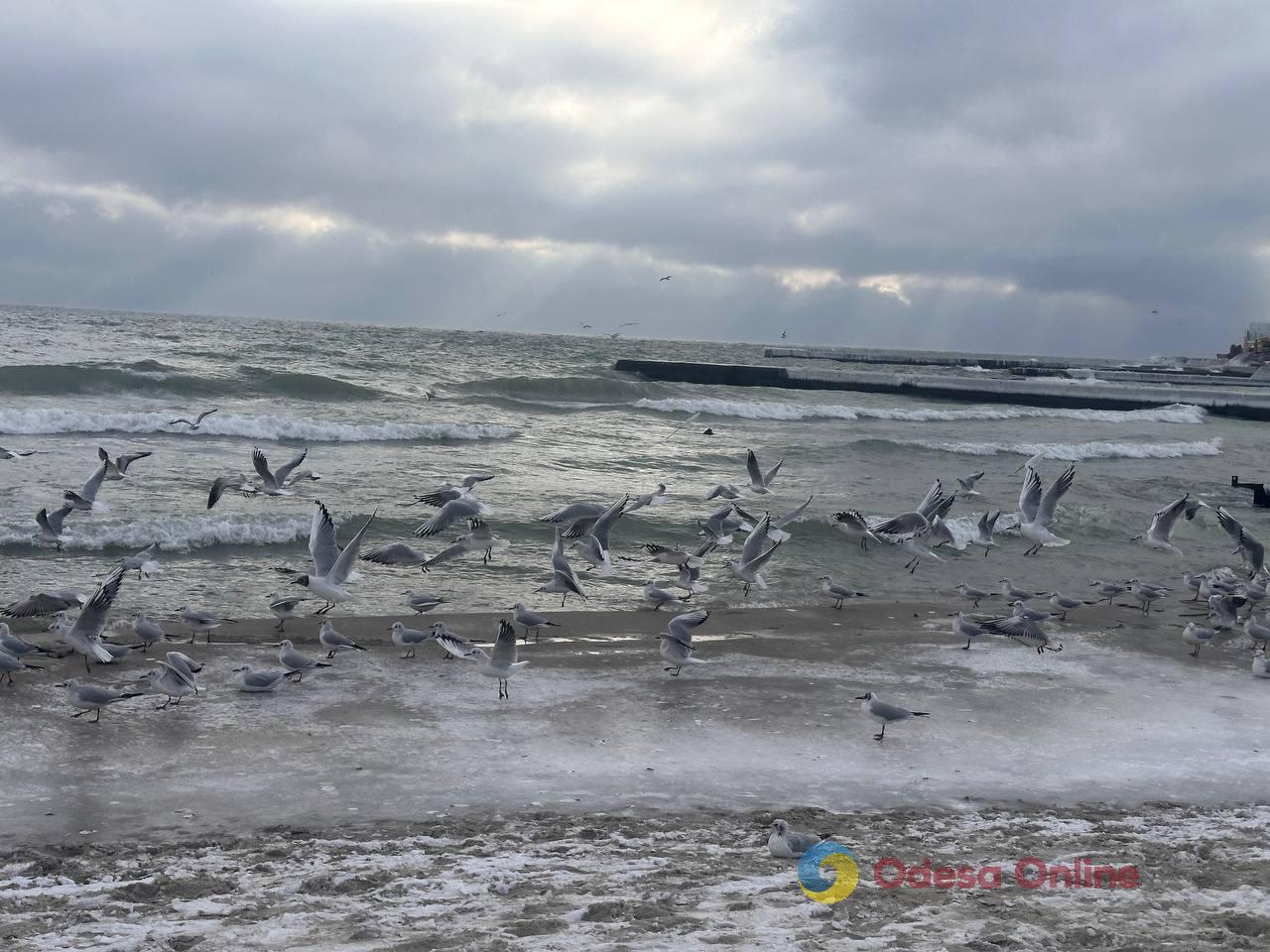 Зима по-одеські (фоторепортаж)