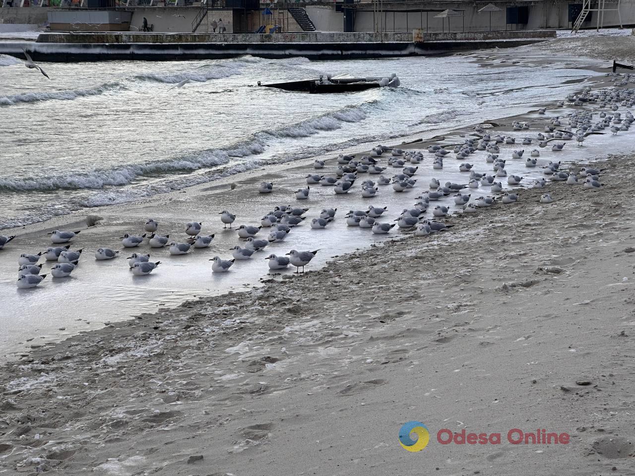 Зима по-одеські (фоторепортаж)