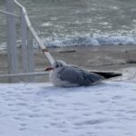 Фото недели: морозная Одесса и последствия атаки