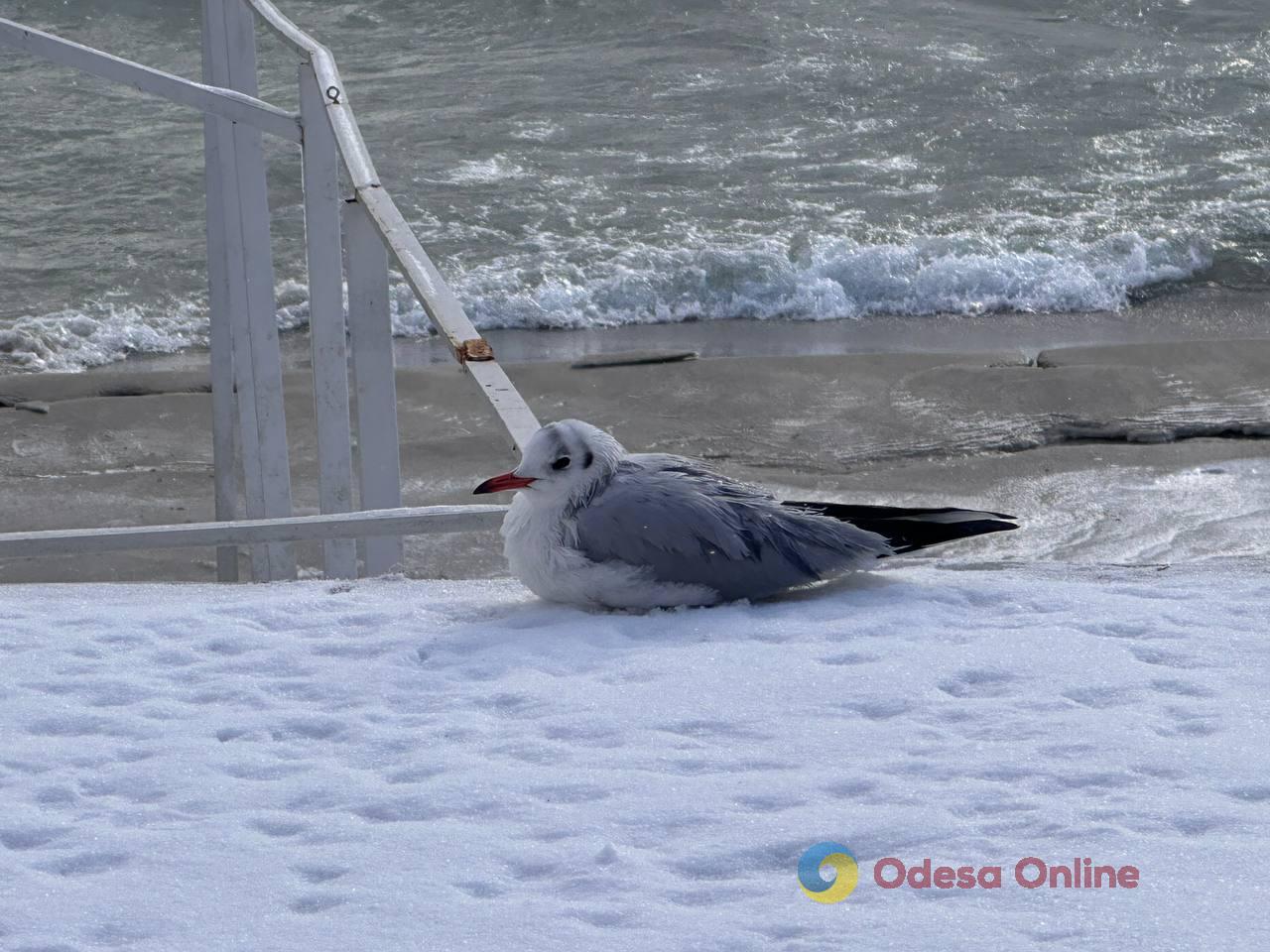 Зима по-одеські (фоторепортаж)