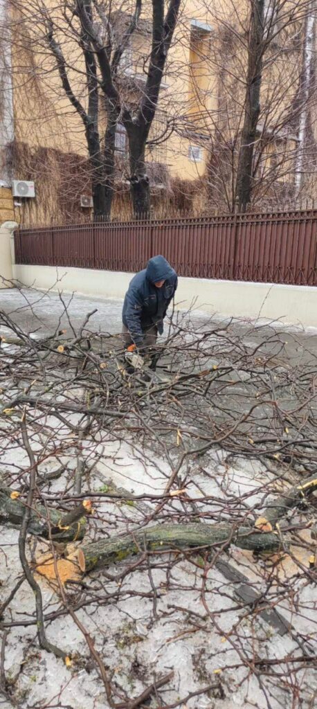 Кількість повалених дерев в Одесі зросла до 18: комунальники працюють у посиленому режимі