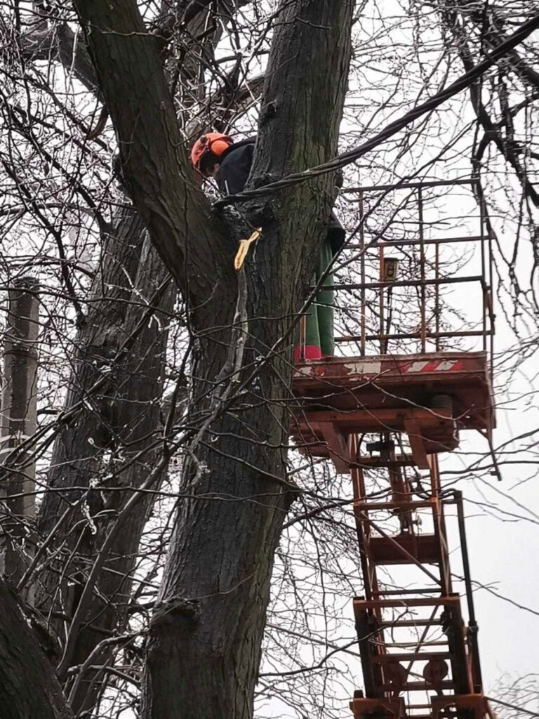 Кількість повалених дерев в Одесі зросла до 18: комунальники працюють у посиленому режимі
