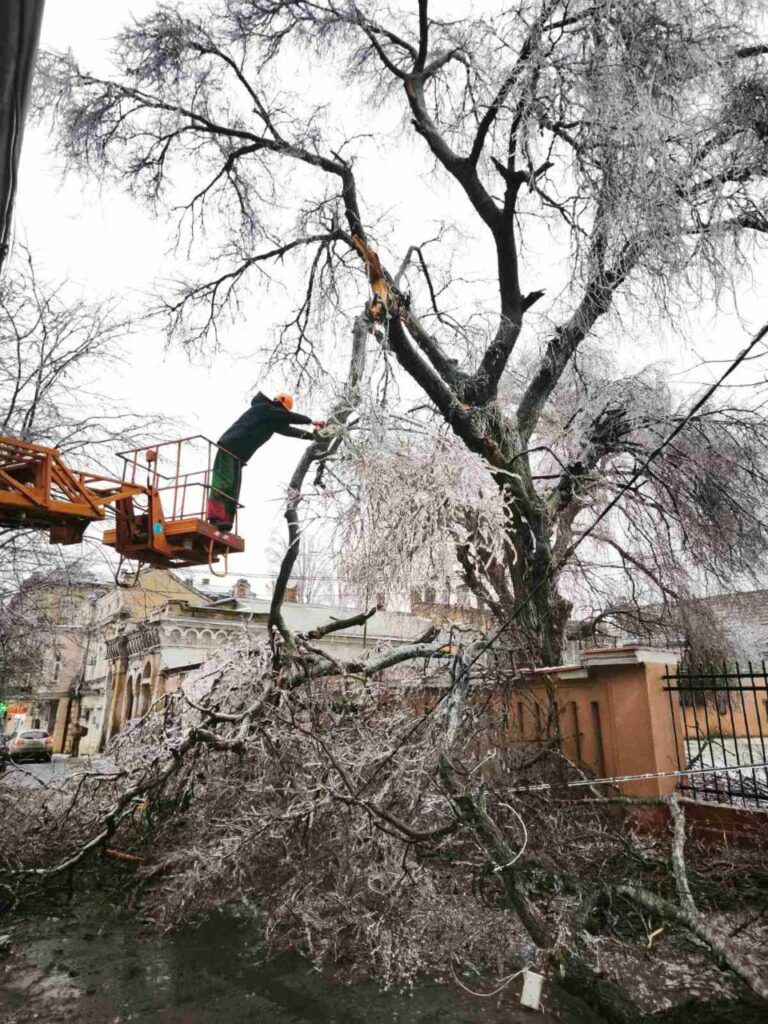 Кількість повалених дерев в Одесі зросла до 18: комунальники працюють у посиленому режимі