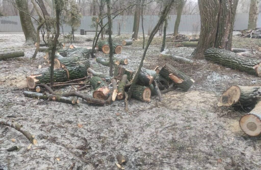 Негода в Одесі стала причиною падіння близько 40 дерев та великих гілок