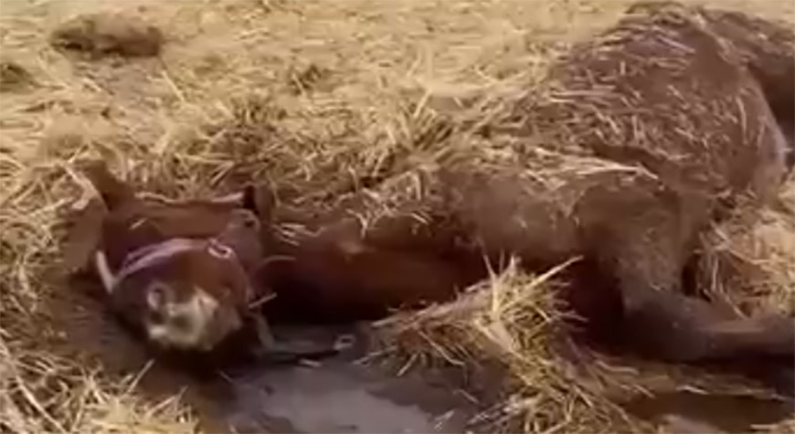 Полиция расследует жестокое обращение с конем в Одесском районе