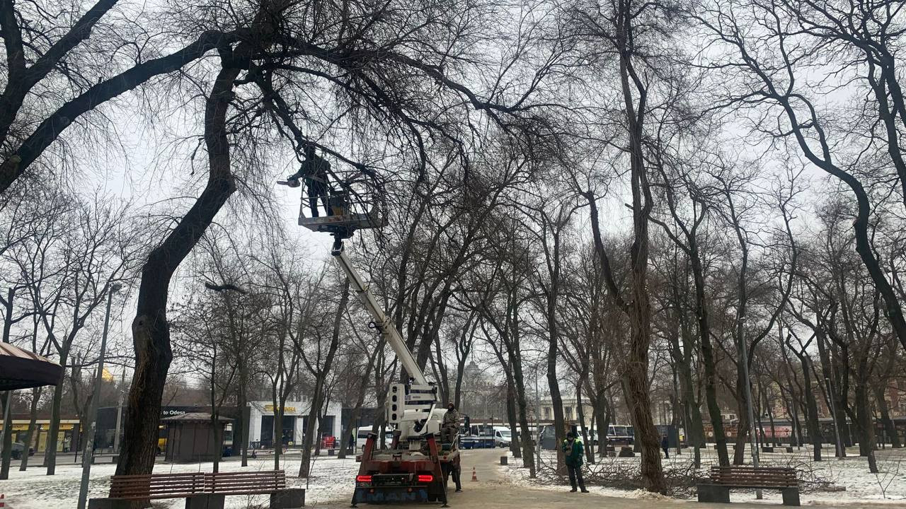 Одеські комунальники з початку року підрізали більше двох сотень дерев