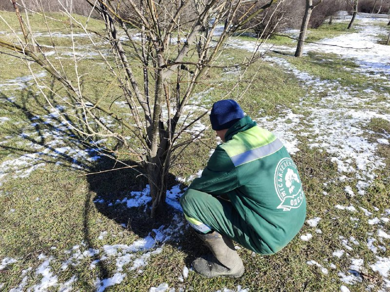 Одеські комунальники з початку року підрізали більше двох сотень дерев