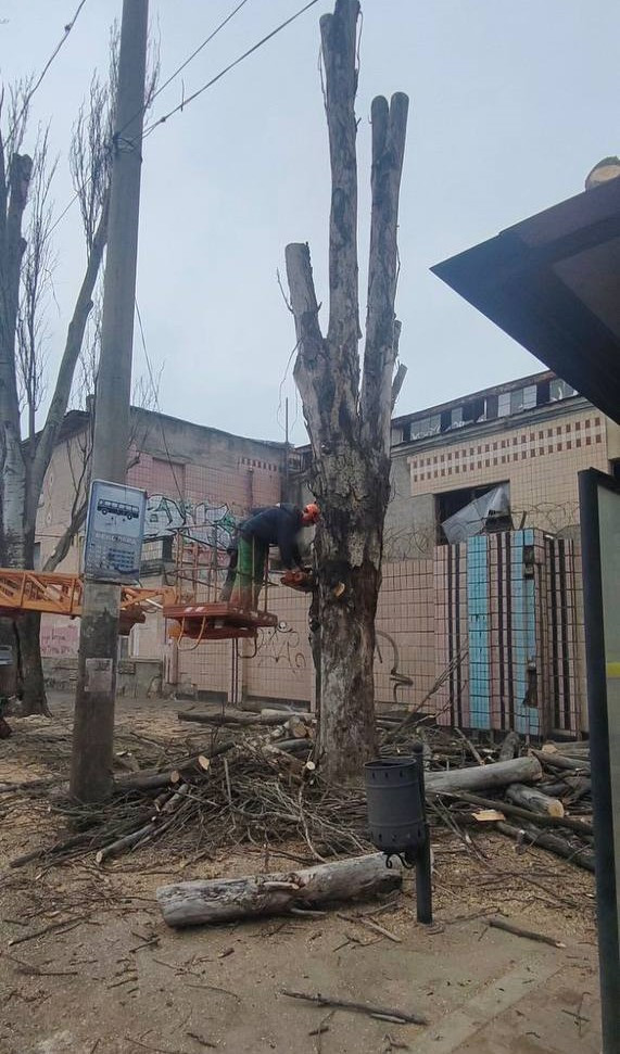 Одеські комунальники з початку року підрізали більше двох сотень дерев