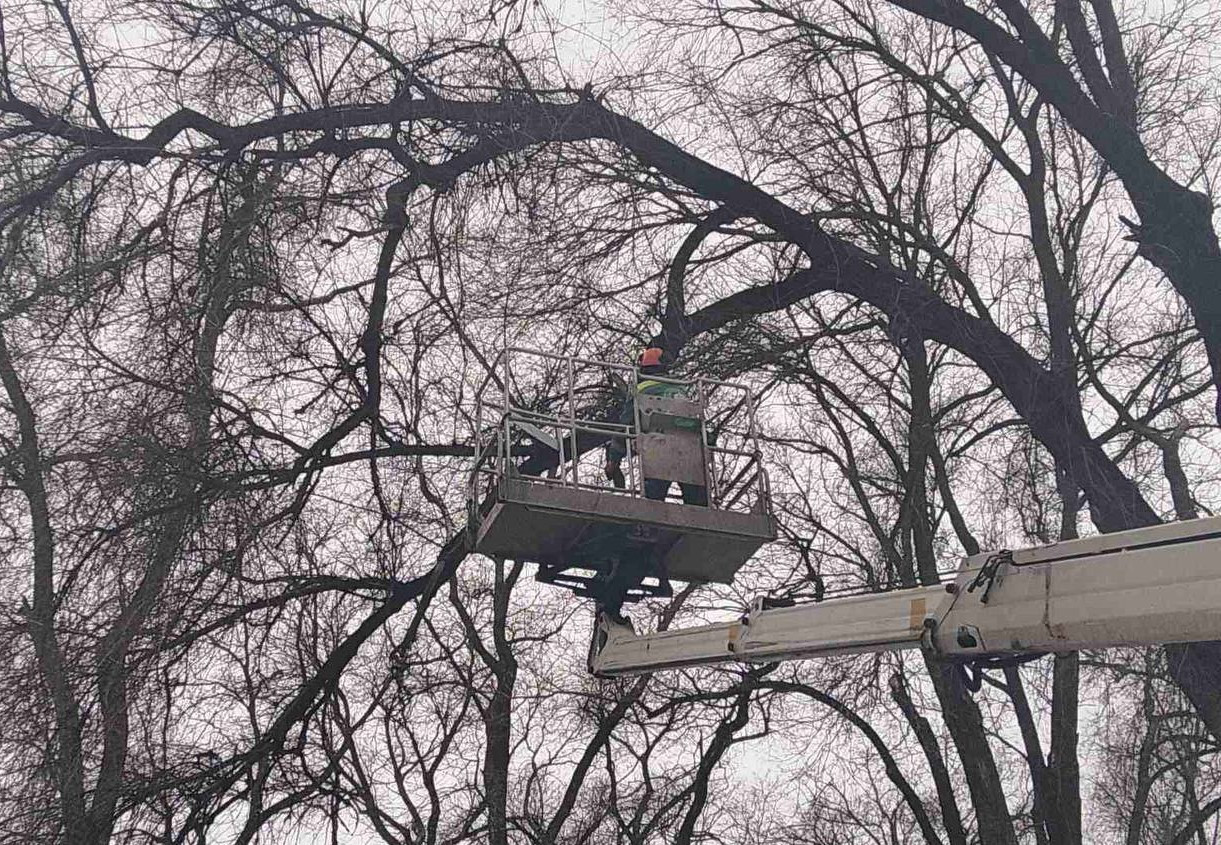 Одеські комунальники з початку року підрізали більше двох сотень дерев