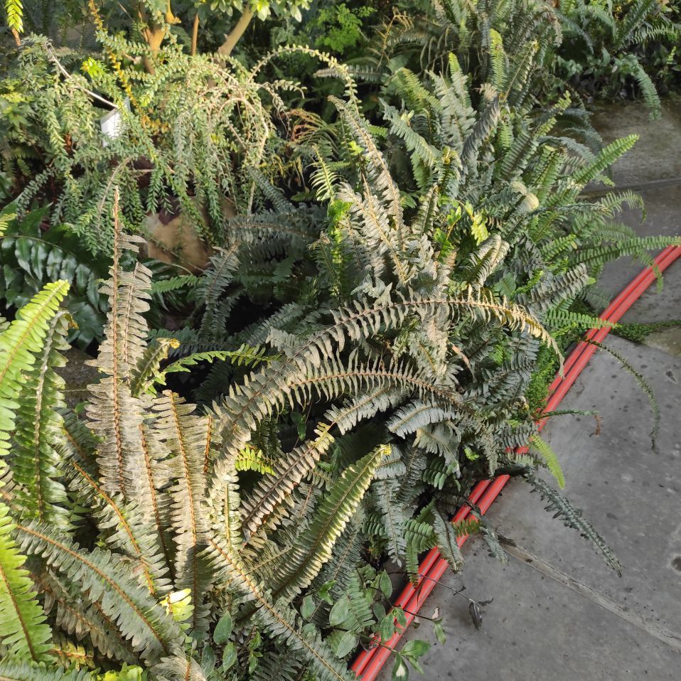 Колекція рідкісних рослин під загрозою: Одеський ботсад підтримав київських колег Колекція рідкісних рослин під загрозою: Одеський ботсад підтримав київських колег