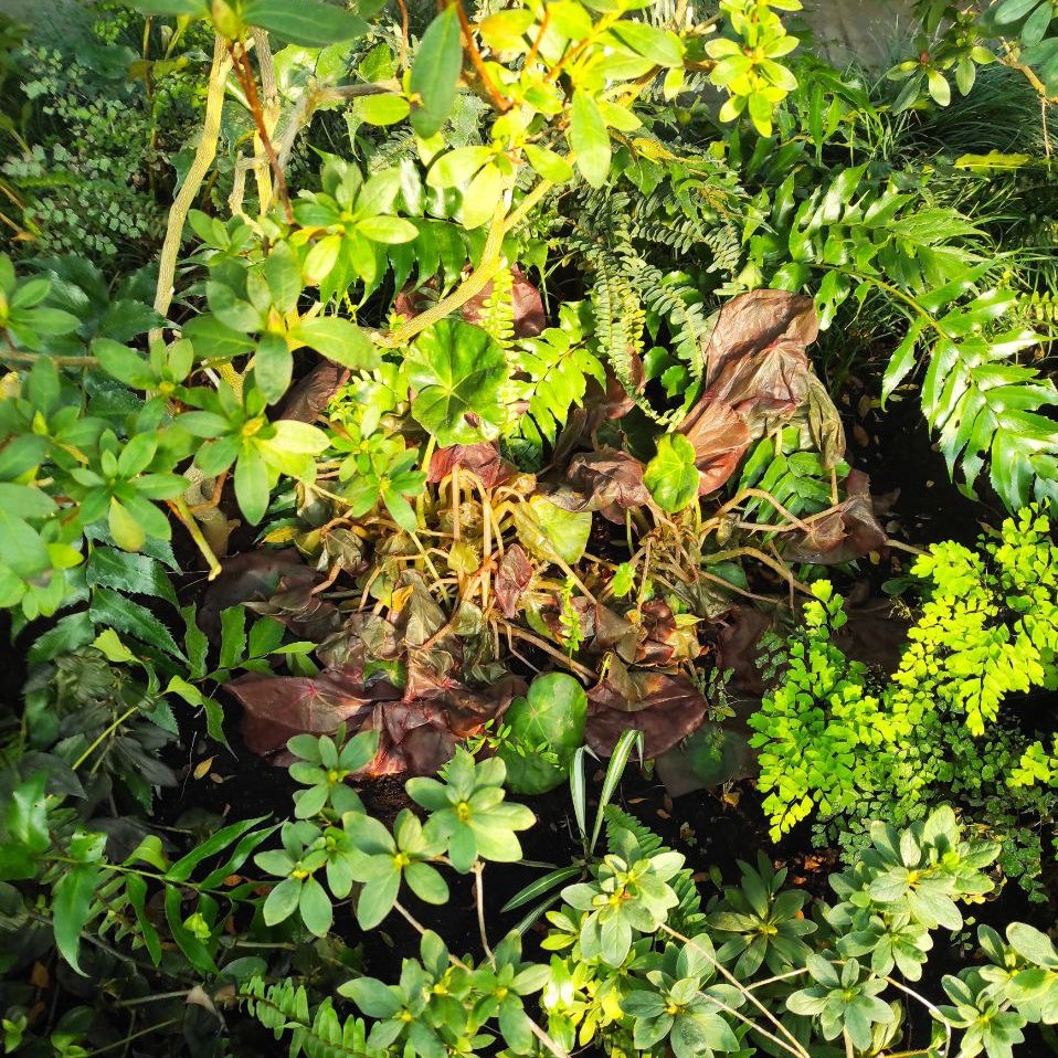 Колекція рідкісних рослин під загрозою: Одеський ботсад підтримав київських колег Колекція рідкісних рослин під загрозою: Одеський ботсад підтримав київських колег