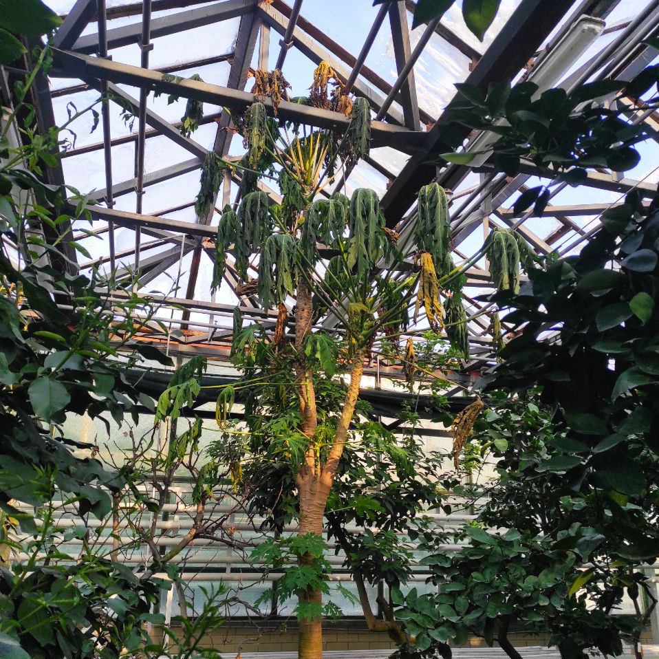 Колекція рідкісних рослин під загрозою: Одеський ботсад підтримав київських колег Колекція рідкісних рослин під загрозою: Одеський ботсад підтримав київських колег