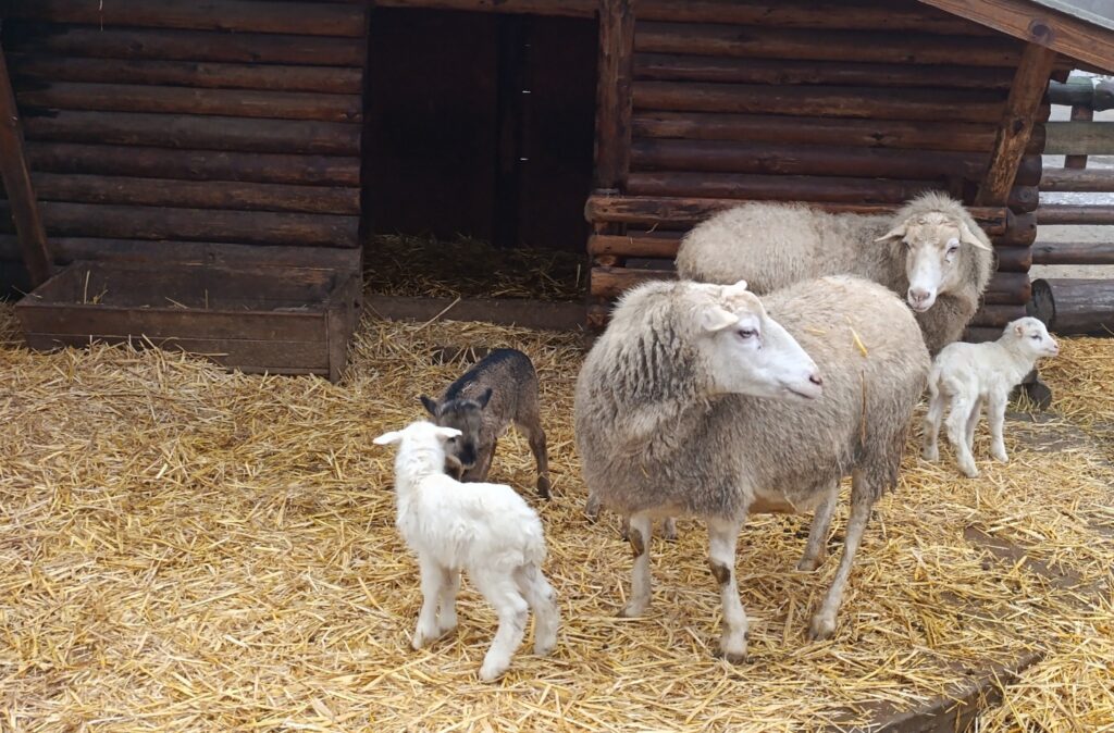 В Одеському зоопарку — поповнення: на світ з’явилися ягнята