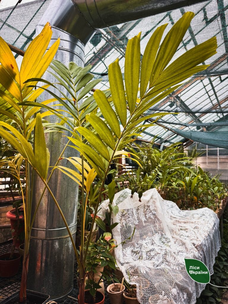 Колекція рідкісних рослин під загрозою: Одеський ботсад підтримав київських колег Колекція рідкісних рослин під загрозою: Одеський ботсад підтримав київських колег