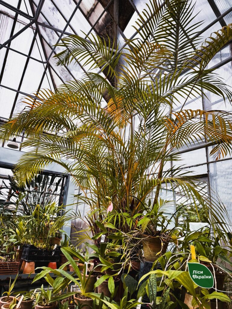 Колекція рідкісних рослин під загрозою: Одеський ботсад підтримав київських колег Колекція рідкісних рослин під загрозою: Одеський ботсад підтримав київських колег