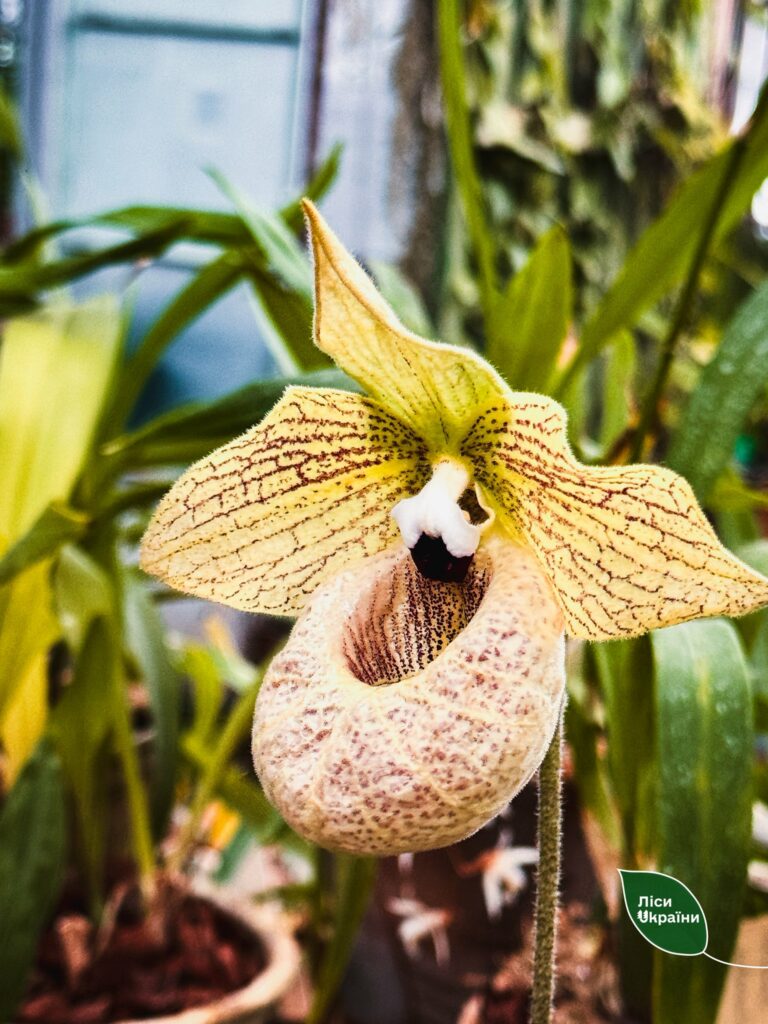 Колекція рідкісних рослин під загрозою: Одеський ботсад підтримав київських колег Колекція рідкісних рослин під загрозою: Одеський ботсад підтримав київських колег