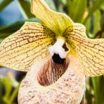 Коллекция редких растений под угрозой: Одесский ботсад поддержал киевских коллег