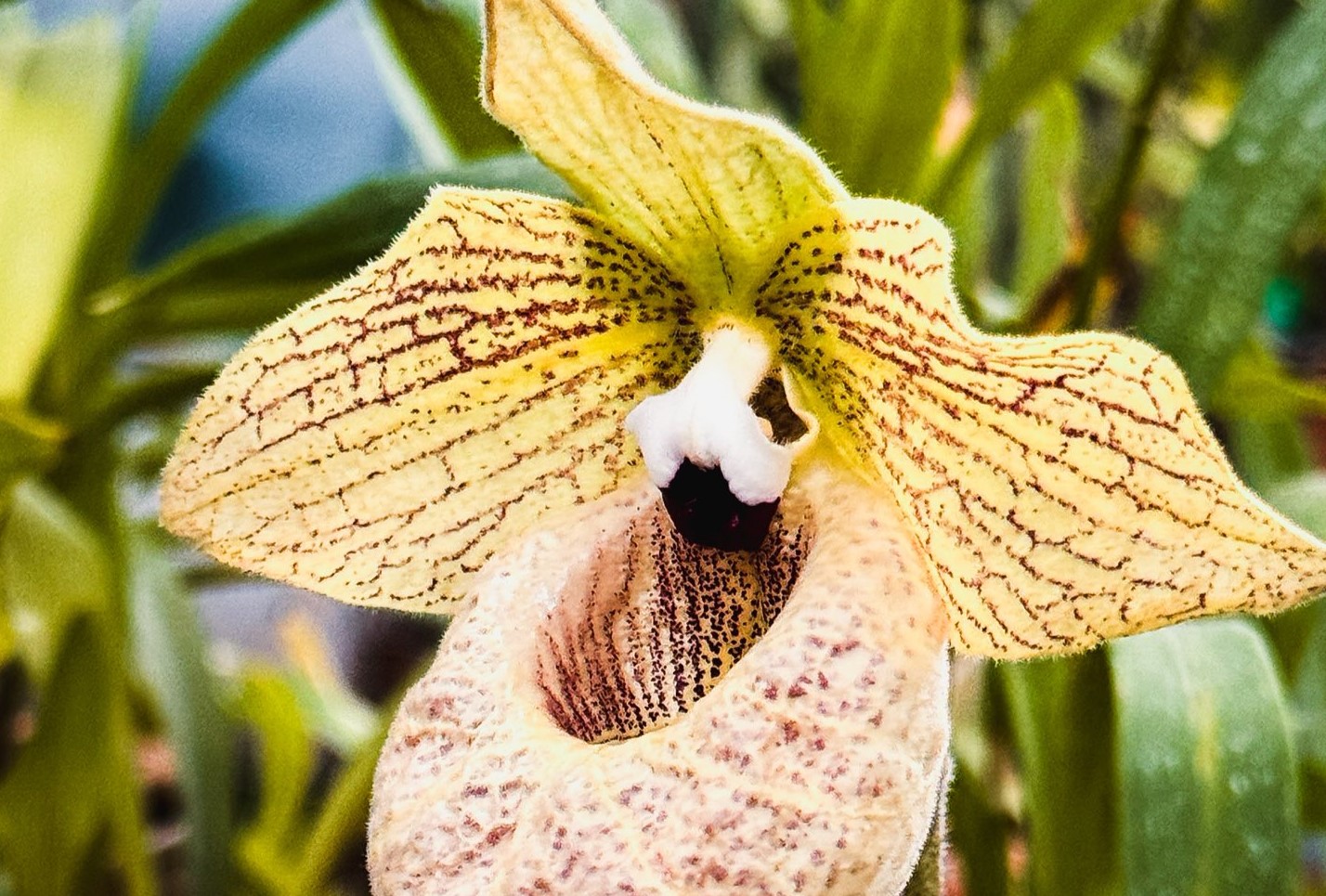 Колекція рідкісних рослин під загрозою: Одеський ботсад підтримав київських колег Колекція рідкісних рослин під загрозою: Одеський ботсад підтримав київських колег