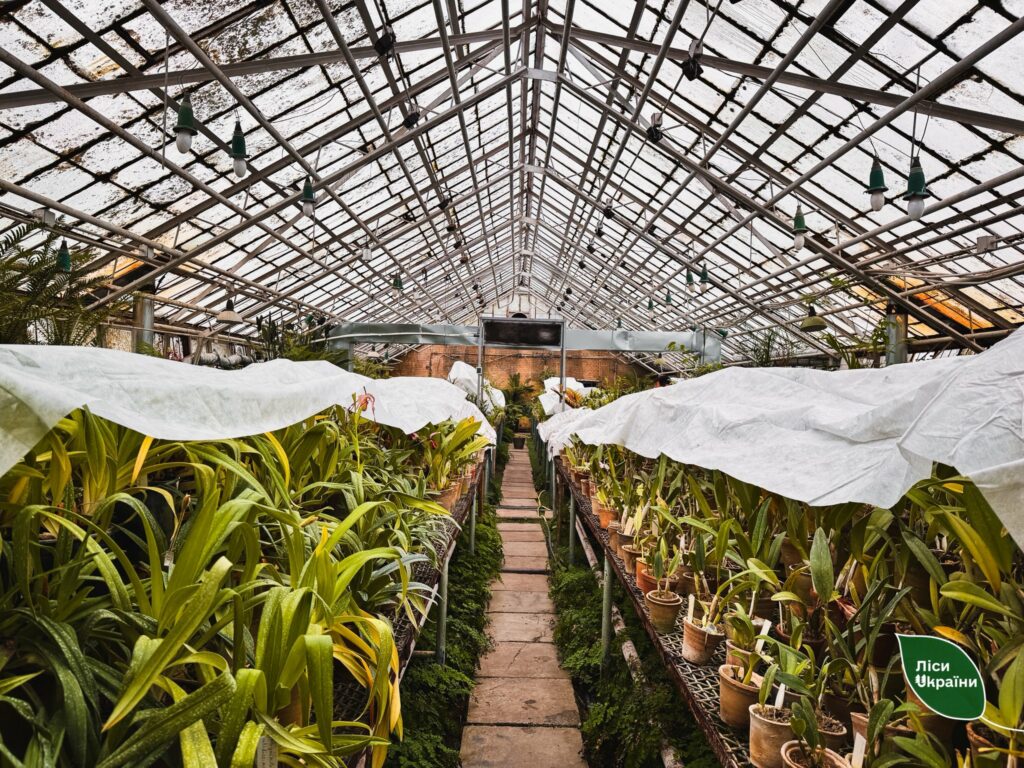 Колекція рідкісних рослин під загрозою: Одеський ботсад підтримав київських колег Колекція рідкісних рослин під загрозою: Одеський ботсад підтримав київських колег